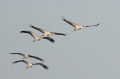 kraanvogel 1